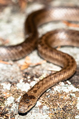 BB 11 0444 / Coronella austriaca / Slettsnok